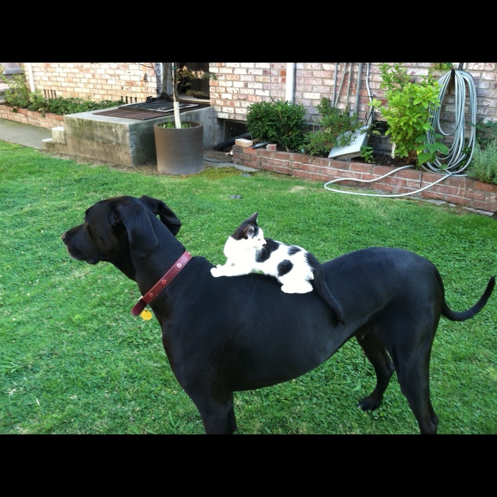 Meet your Posher, Jaime